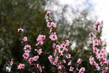 pink flowers in blossom on a peach tree during spring months in Australia