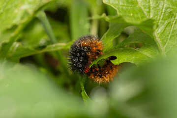 Closeup of a brown fuzzy caterpillar with raindrops, feeding on a leafy green plant