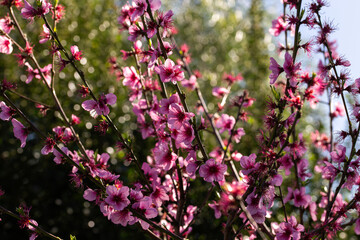 Fototapeta premium pink flowers in blossom on a peach tree during spring months in Australia
