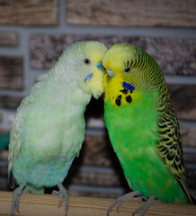 A pair of budgies cooing on a perch. Domestic small birds are blue and green.