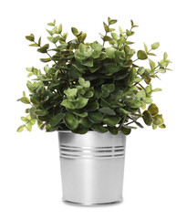 Artificial potted oregano on white background. Home decor