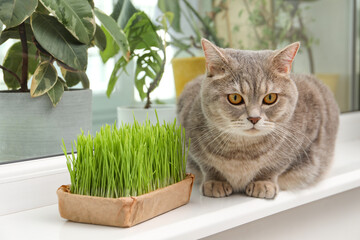 Cute cat near fresh green grass on windowsill indoors