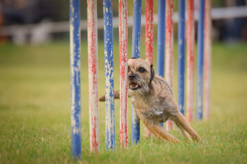 Dog is running slalom on his agility training on agility summer camp czech agility slalom.