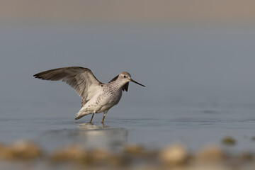 The marsh sandpiper (Tringa stagnatilis) small wader or shorebird in the pond. 