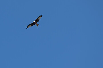 Adler am blauen Himmel