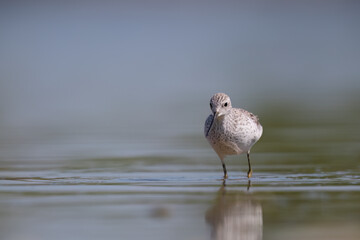 The marsh sandpiper (Tringa stagnatilis) small wader or shorebird in the pond. 