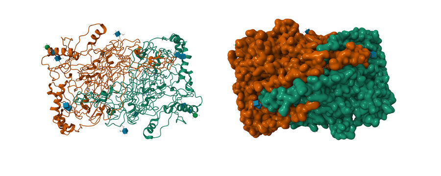 Native structure of soluble human primary amine oxidase AOC3. 3D cartoon and Gaussian surface models, chain id color scheme, PDB 2y73