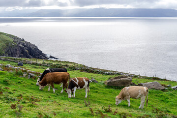 Fototapeta na wymiar cows grazing, Dingle Peninsula, County Kerry, Ireland, United Kingdom