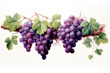 wine grapes on the branch in the style of detailed shadi