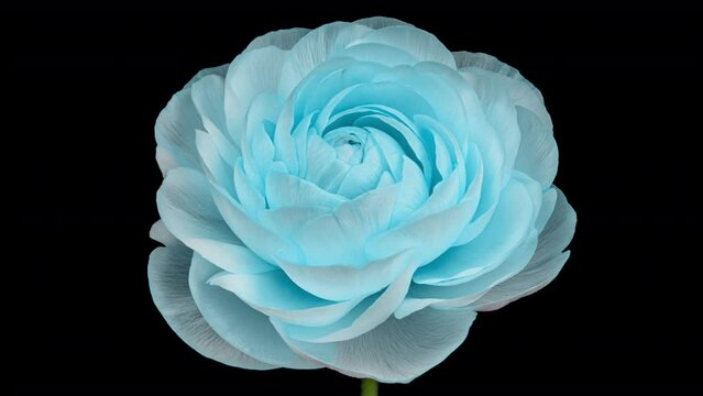 Beautiful blue buttercup, ranunculus, flower opening. Blooming buttercup flower background.