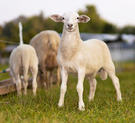 Fototapeta premium White lamb looking at the camera