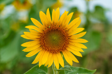 Fototapeta premium Sonnenblume