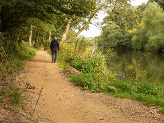 A senior takes valuable exercise and enjoys nature with a walk along the gold pathway and tranquil bank of the River Aire as it passes through Hirst Wood in Yorkshire England