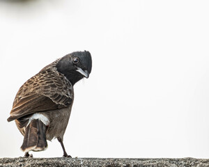 A Red Vented bulbul