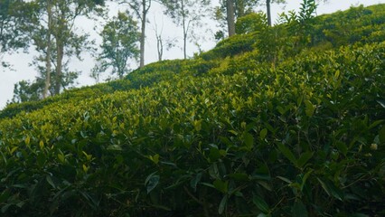 Vertical tea fields plantation. Sri Lanka. Close up. Southeast Asia.