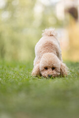 A small decorative dog walks alone along a path in the summer among the grass - explores the world