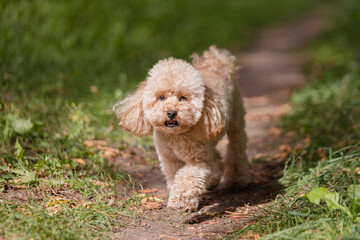 A small decorative dog walks alone along a path in the summer among the grass - explores the world