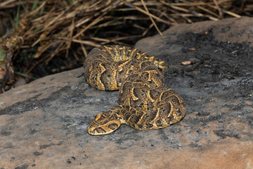 Exquisite camouflage of the potently cytotoxic Puff Adder (Bitis arietans)