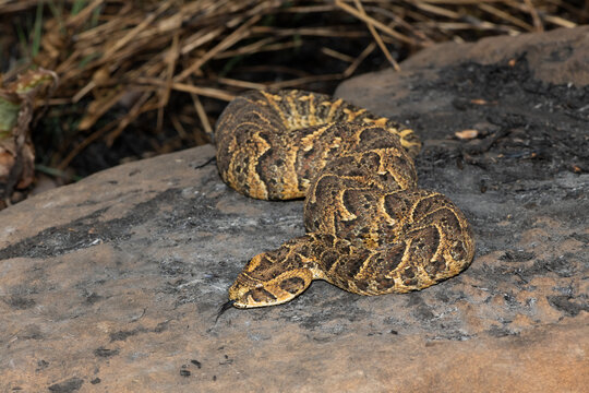 Exquisite camouflage of the potently cytotoxic Puff Adder (Bitis arietans)