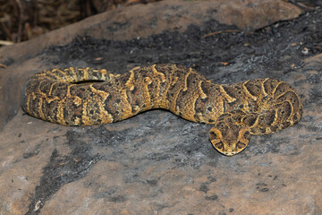 Exquisite camouflage of the potently cytotoxic Puff Adder (Bitis arietans)