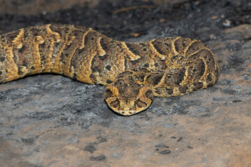 Exquisite camouflage of the potently cytotoxic Puff Adder (Bitis arietans)