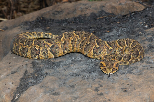 Exquisite camouflage of the potently cytotoxic Puff Adder (Bitis arietans)