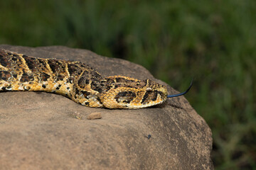Close-up of a highly venomous wild Puff Adder (Bitis arietans)