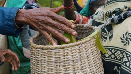 Tea plantation workers female hands put collect tea leaves in basket. Sri Lanka.