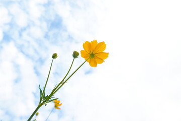 Yellow cosmos flowers and blue sky with white clouds in the background.