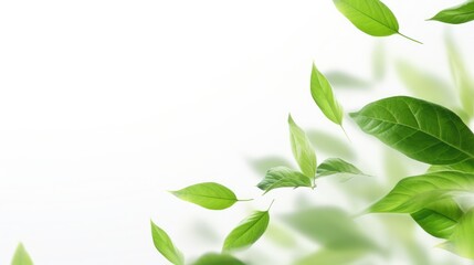 Green flying leaves isolated on white background with place foe text. Fresh tea, air purifier, organic, vegan, eco or beauty product concept design - 648871352