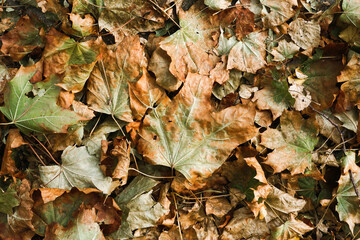 Autumn forest ground background. Golden yellow leaves on the ground. Fall season path in a park texture. Dry vibrant leaf organic landscape. Orange earth backdrop.