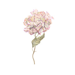 Autumn bud hydrangea, colorful watercolor isolated print. Beautiful illustration for your design. - 648872395