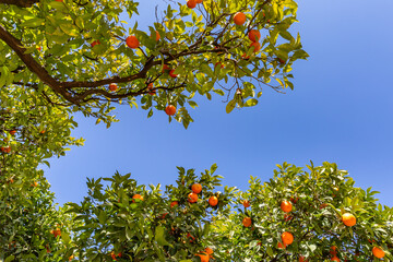 Orange trees laden with ripe fruit, on a sunny February day
