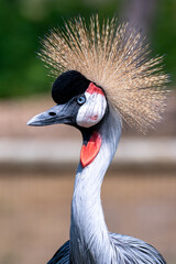 A close up of an endangered East African crowned crane. It is proudly showing off its golden crested crown. 
