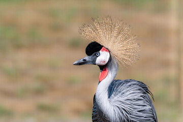 An East African Crowned Cranes upper body shown with a view of its golden crown. The background is blurred. 