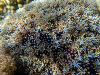 Coral reef with its inhabitants in the Red Sea