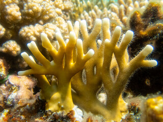 Coral reef with its inhabitants in the Red Sea