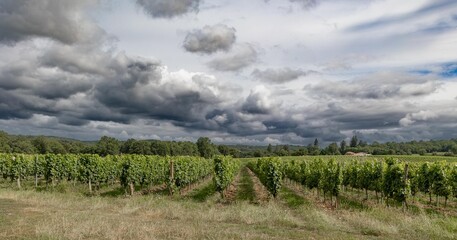 Fototapeta na wymiar Storm over the vineyard