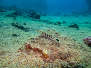 Coral reef with its inhabitants in the Red Sea