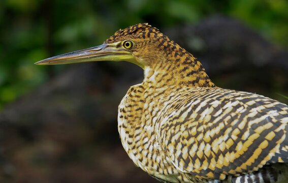 immature bare-throated tiger heron in Tortugero National park