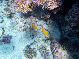 Coral reef with its inhabitants in the Red Sea