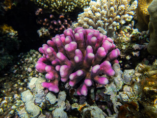 Coral reef with its inhabitants in the Red Sea
