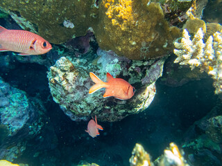 Coral reef with its inhabitants in the Red Sea