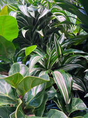 Obraz premium green leaves background