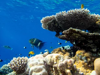 Gordijnen Coral reef with its inhabitants in the Red Sea © glebantiy