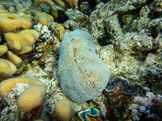 Coral reef with its inhabitants in the Red Sea