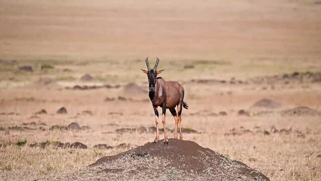 Common Sassaby standing in Masai Mara Savannas
