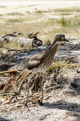 Bush Stone-curlew native Australian bird beach North Stradbroke Island, Queensland, Australia