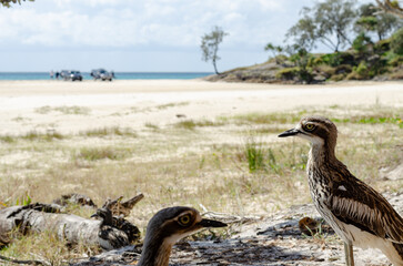 Bush Stone-curlew native Australian bird beach North Stradbroke Island, Queensland, Australia
