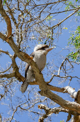 Kookaburra, North Stradbroke Island, Queensland, Australia